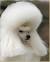 Black Long Haired Poodle