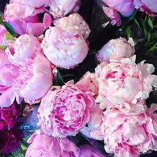 And the most logical way to achieve this is to choose perennial plants with a long flowering season, as well as plant varieties, which will showcase their vivid colours at different times of the year. Peonies Should Be In Season All Year Round Pretty Flowers Flowers Beautiful Flowers