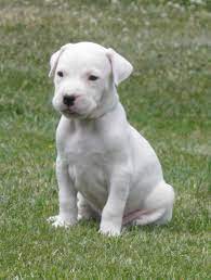 Dogo Argentino Bully Dog White Boxer Dogs American Bulldog Puppies