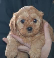 Adonic cavachon puppies for sale adoption from quebec capitale nationale @ adpost.com. Adorable Cavapoos For Adoption F1b Cavapoo Poodle Poo Doodle Kingcharlescavalier Cavalier Puppy Puppies Pupp Puppy Adoption Cavapoo Puppies Puppies