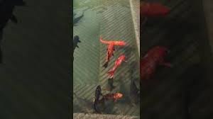 Tollywood kollywood lollywood mollywood jollywood gollywood pollywood ollywood nollywood | the video will tell the. Pin On Tollywood Kollywood Mollywood Cute766