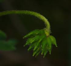 Image result for Disperis nemorosa