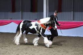 Cobs Everything You Need To Know About This Versatile Type Horse Hound