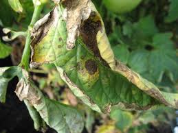 Image result for tomato seedling early blight