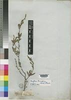 Image result for Gymnosporia tenuispina