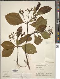 Image result for Petersianthus macrocarpus