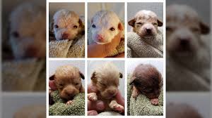 Palm desert puppies is located in palm desert city of california state. Woman Sentenced To Jail Convicted Of Throwing Newborn Puppies In Dumpster