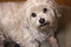 Nov 1 is international pet groomers day My little white dog ( American  Eskimo) must have thought I played a constant game of trick or treat