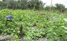 Cara menanam timun anti gagal. Cara Berkebun Timun Cara Berkebun