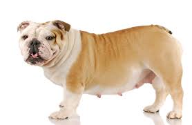 The 5 week pregnant dog: Stages Of Dog Pregnancy Week By Week With Photos