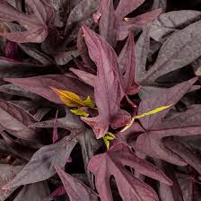 Image result for Ipomoea richardsiae