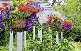 Check spelling or type a new query. Gardening Advice Here S How To Get The Best Out Of Your Hanging Baskets The Irish News