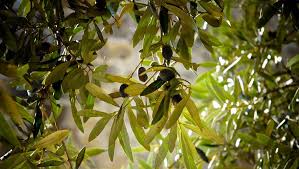 Herault On Lui Vole Une Tonne D Olives Dans Son Champ Ladepeche Fr