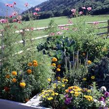 A Garden In The Mountains Colorado Flowers Colorado Gardening Garden