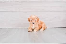 All of our little ones are doggie door trained before they go to their new homes which means they have the concept that they need to. F1b Mini Goldendoodle Puppy