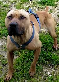 Get the best deals on black skin masks. Pedigree Database Tomy S Vip Knl S Demon