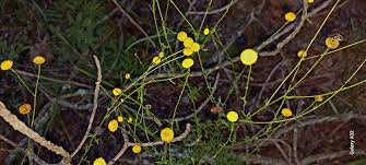 Image result for Schistostephium crataegifolium