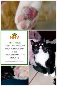 Vet Talks Treating Pillow Foot Or Plasma Cell Pododermatitis In Cats Dog Treatment Cats Dog Repellent Spray