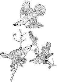 There are tons of great resources for free printable color pages online. Bird Coloring Page