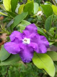 Image result for Brunfelsia australis