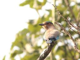 Sanctuaries India The Kanwar Lake Bird Sanctuary Or Kabar Taal Lake At Begusarai Bihar Is Asia S Largest Fre Wildlife Sanctuary Bird Species Migratory Birds