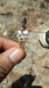 Image result for Polygala capillaris