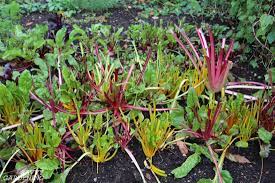 We did not find results for: Deer Proof Gardens 4 Sure Fire Ways To Keep Deer Out Of Your Garden