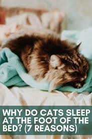 Why Do Cats Sleep At The Foot Of The Bed 7 Reasons In 2020 Cat Sleeping Funny Cute Cats Cats