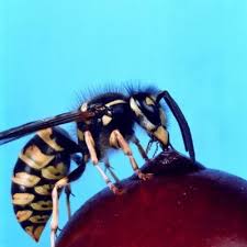 However, maintaining the ideal pool chemistry is no easy task, and quite often it turns out to be complicated for the average pool owner. Tea Tree Oil For Garden Pests Wasp Repellent Get Rid Of Wasps Natural Repellent