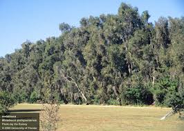 Image result for Melaleuca quinquenervia