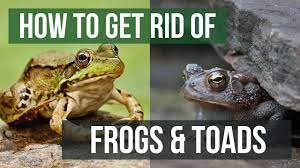The easiest way to rid yourself of frogs, and keep them out over the long term is to work on your yard and making a few slight adjustments. How To Get Rid Of Frogs Toads 4 Easy Steps Youtube