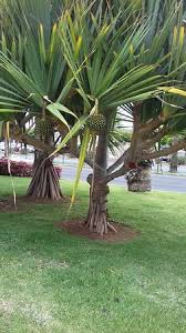 Maintain your yard, choose plants, and complete various outdoor projects with our tips and ideas. Amazing Tree Picture Of Los Cristianos Arona Tripadvisor