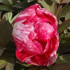 In late august or early september, take a shovel and dig straight down at the outer leaf lines. Tree Peony Care Uk Tips For Planting Caring For Tree Peonies In Uk