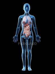 The ovaries produce the egg cells, called the ova or oocytes. Human Body Model Showing Female Anatomy With Internal Organs Digital 3d Render Illustration Medicine Biological Stock Photo 308619360