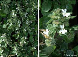 Image result for Phaulopsis sangana