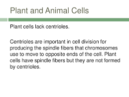Unlike prokaryotic cells, the dna in a plant cell is housed within a nucleus that is enveloped by a membrane. Observing The Difference Between Plant And Animal Cells Ppt Download