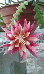 All cacti are succulents, but not all succulents are cacti. Cactus Serrucho Bluhende Zick Zack Kaktuspflanze Erfahren Sie Wie Sie Cactuswithflowe Orchid Cactus Cactus Plants Cactus Flower