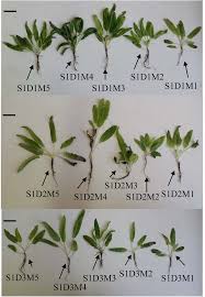 Maybe you would like to learn more about one of these? Exogenous Melatonin Improves Glutathione Content Redox State And Increases Essential Oil Production In Two Salvia Species Under Drought Stress Scientific Reports