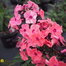 But, what size of candy store® coral crème drop garden phlox are we talking about? Phlox Paniculata Candy Store Coral Creme Drop Garden Phlox From Home Nursery