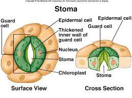 Stomata are typically found in plant leaves but can also be found in some stems. Stomata Anjung Sains Makmal 3