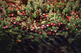 Made from the best quality cranberries, picked up from the best orchards in the world. Cranberry Wikipedia