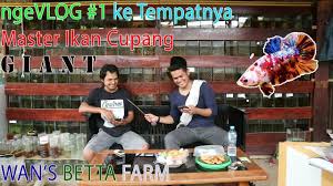 Siapkan wadah yang ideal/tidak kekecilan 3. Nge Vlog 1 Ke Peternak Ikan Cupang Giant Di Natar Wan S Betta Youtube