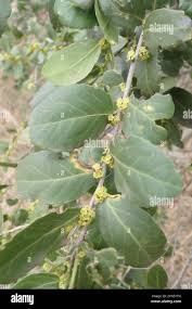 Image result for Mystroxylon