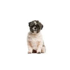 Schau dir unsere auswahl an houston puppies an, um die tollsten einzigartigen oder spezialgefertigten, handgemachten stücke aus unseren shops zu finden. Malshi Puppies Houston Tx Petland Katy