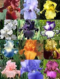 Aktuelle preise für produkte vergleichen! Reblooming Iris Collection Pricepulse