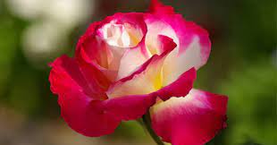 Learn about the identifying characteristics of. 10 Most Beautiful Roses In The World