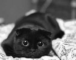 Black kitten with big eyes. Big Eyed Black Cat Cool Cats Club Cute Black Cats Cats Cute Animals