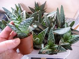 Jetzt newsletter abonnieren und laufend über die neuesten angebote und vorteile informiert werden! Terratuga Schildkrotenshop Aloe Sukkulenten Jungpflanzen 1 Stuck Im 5cm Topf