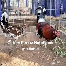John Michael gamefarm (@johnmichelgamefowlfarm)’s videos with original  sound