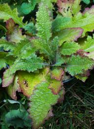 Image result for Scleria rehmannii